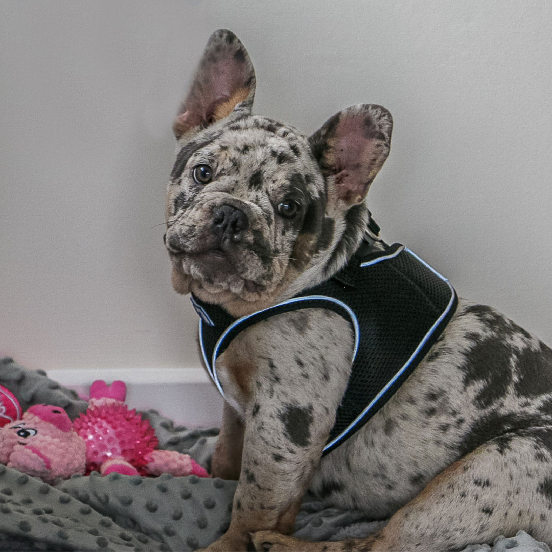 Ancol Viva Step In Dog Harness