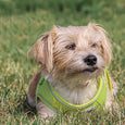 The Ancol Viva Step In Dog Harness in Pink#Pink