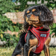 The Ancol Viva Step In Dog Harness in Pink#Pink