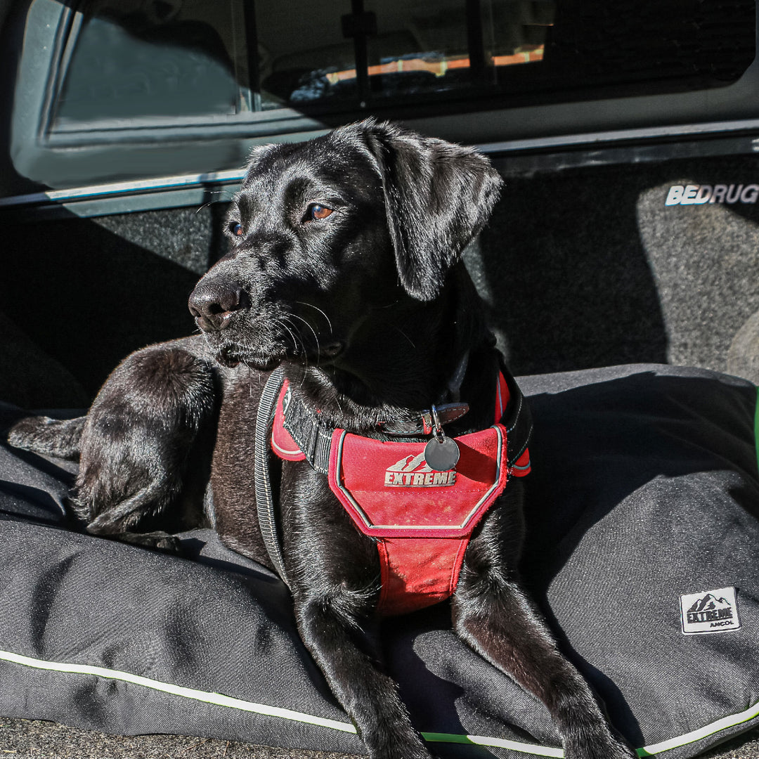 Ancol Extreme Dog Harness