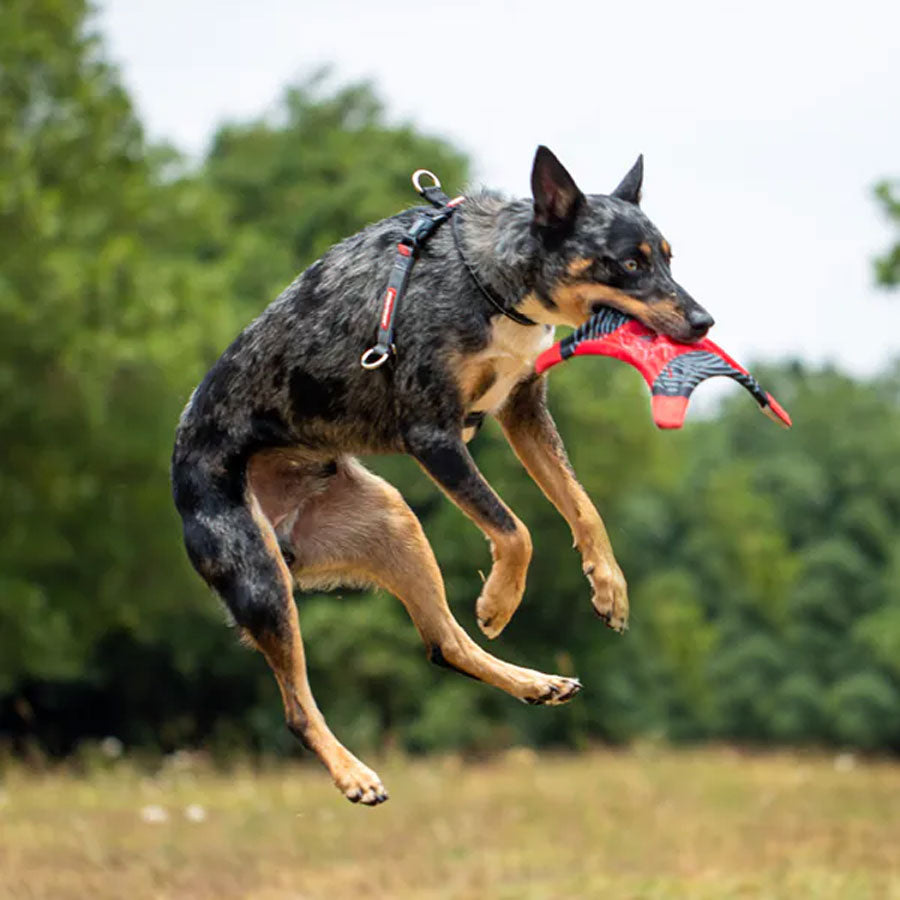 Ezydog Crosscheck Harness
