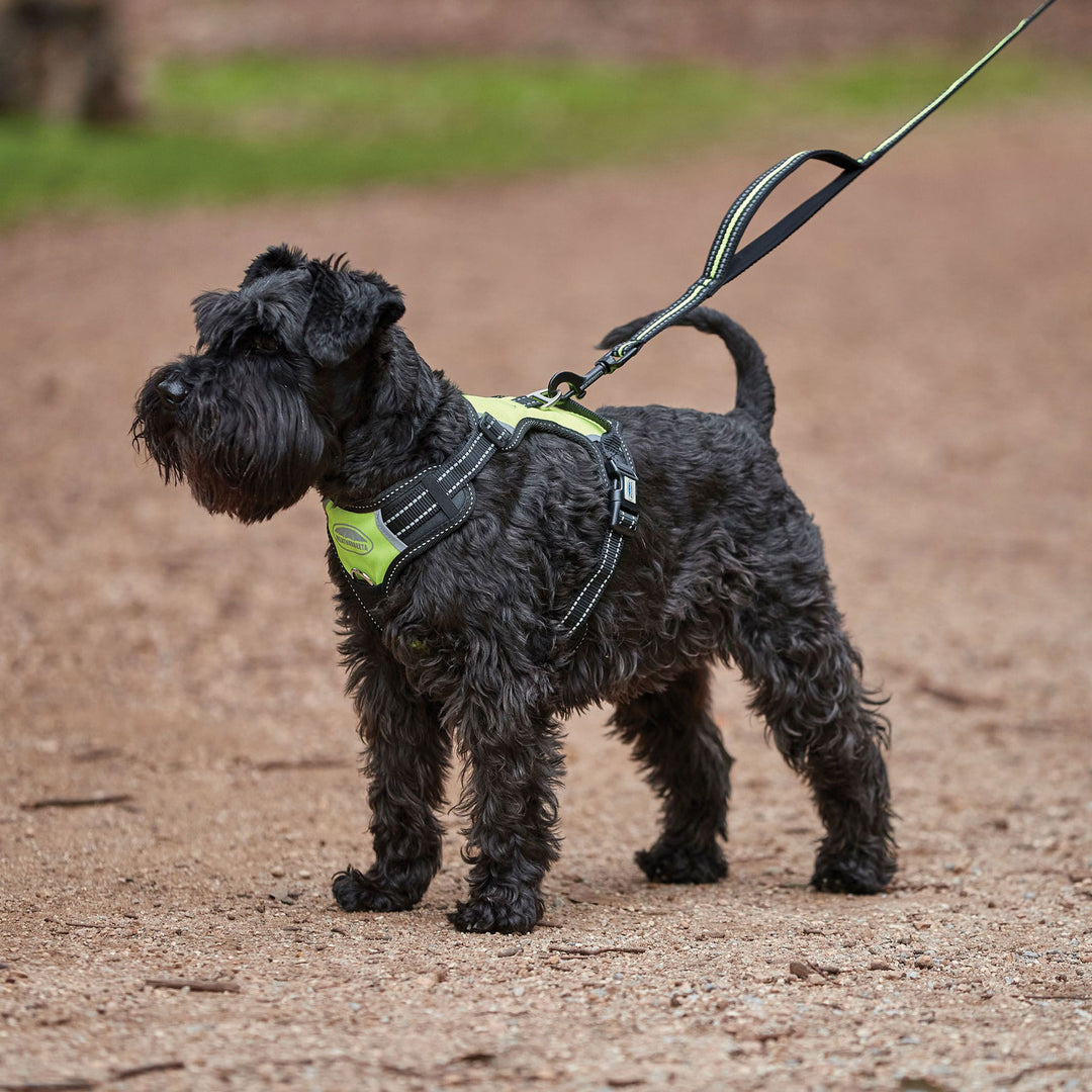 Weatherbeeta Anti Pull/Travel Harness