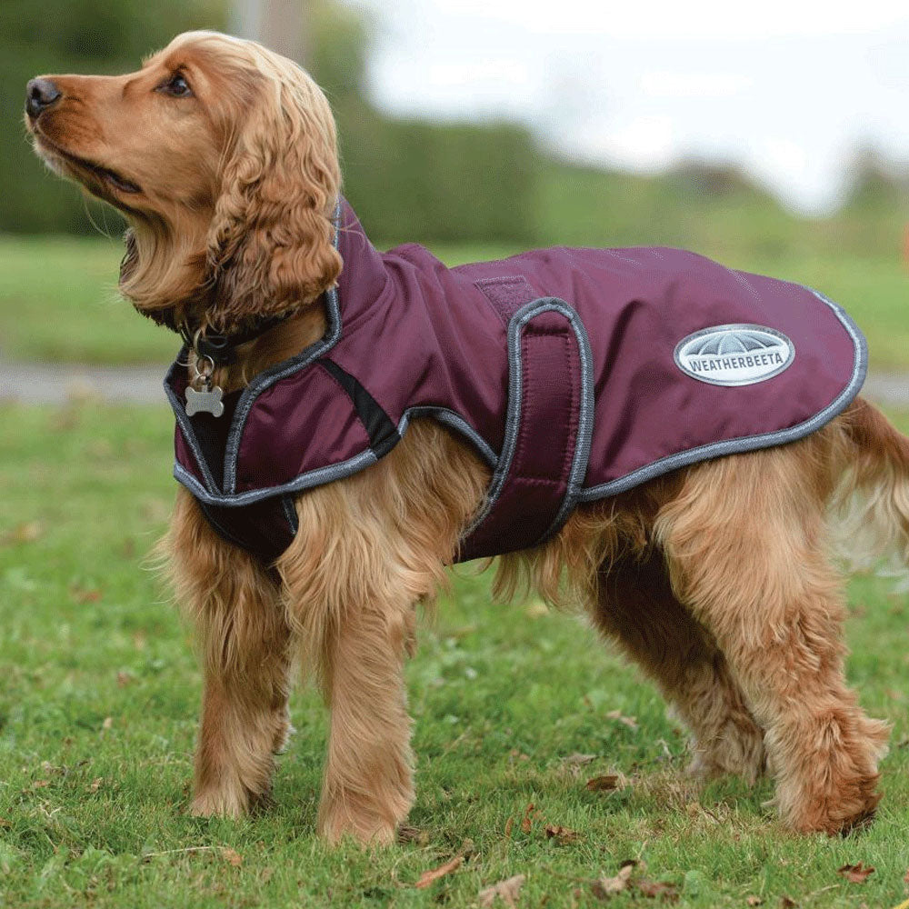 The Weatherbeeta Comfitec Windbreaker Free Deluxe Dog Coat in Burgundy#Burgundy