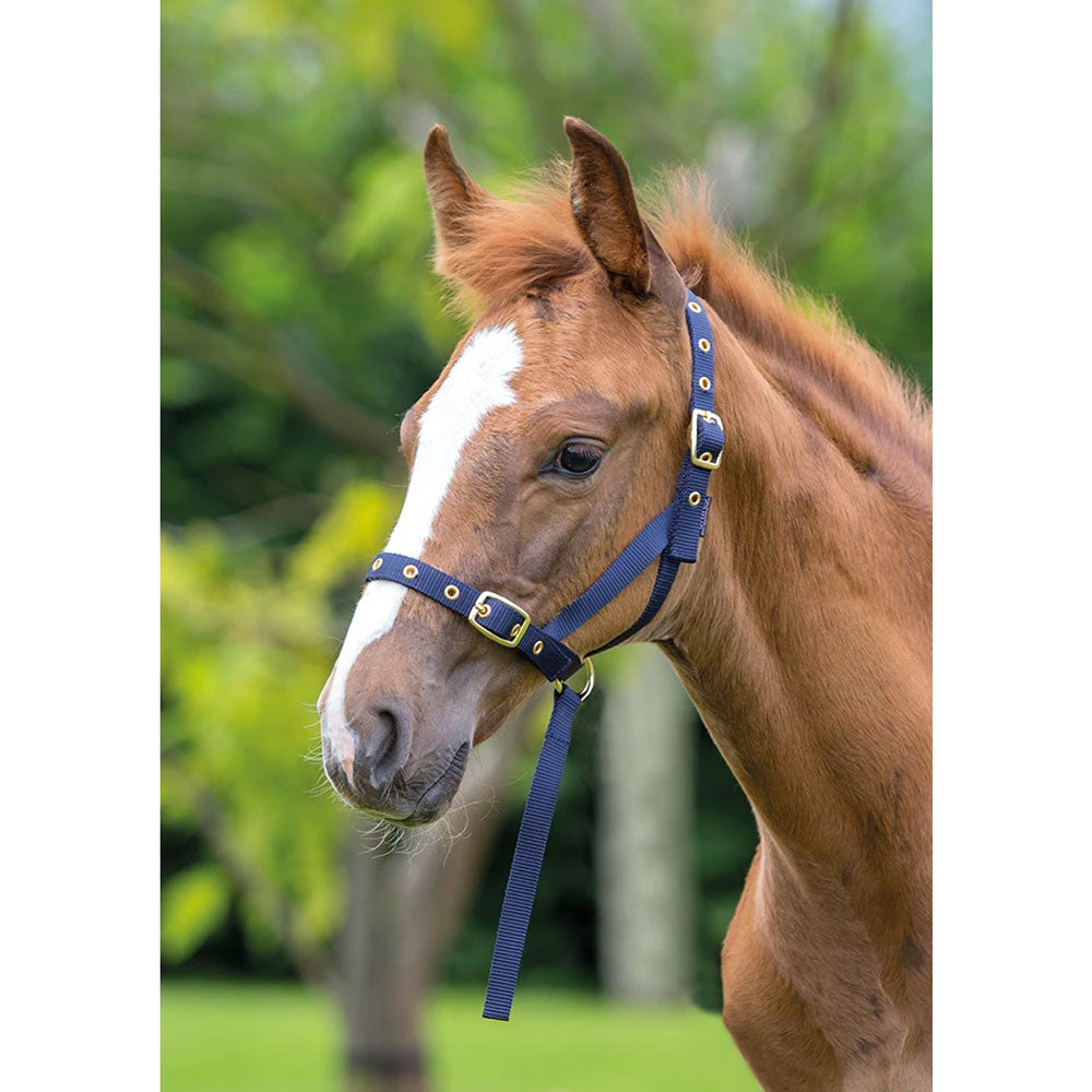 The Shires Foal Slip in Navy#Navy