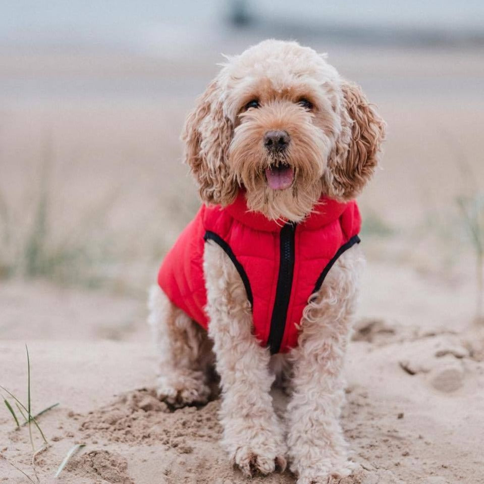 The Hugo & Hudson Puffer Jacket for Dogs in Red#Red