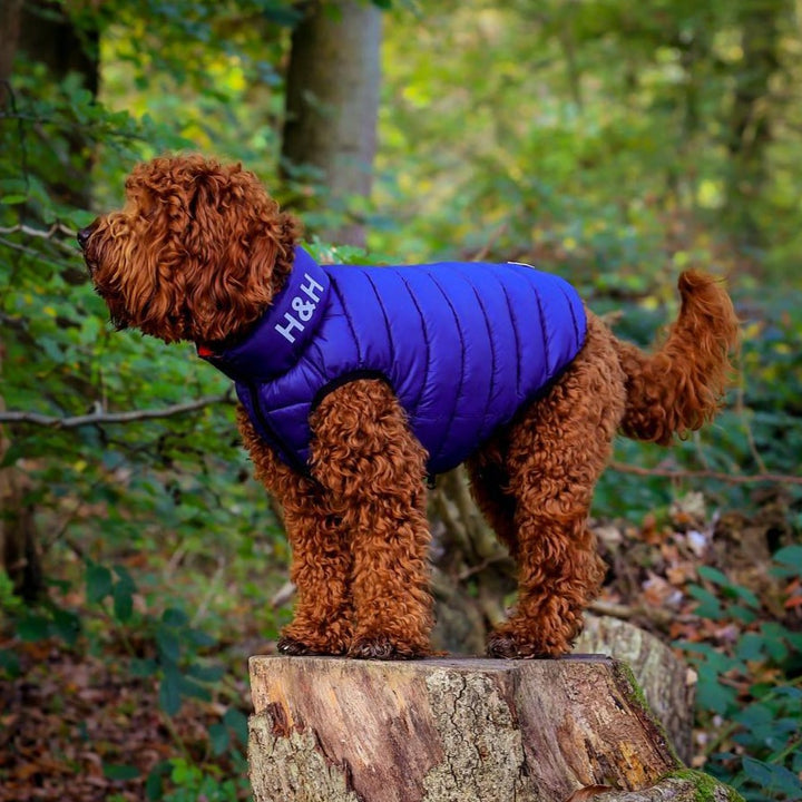 The Hugo & Hudson Puffer Jacket for Dogs in Blue#Blue