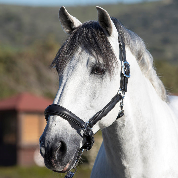 The LeMieux Anatomic Leather Headcollar in Black#Black