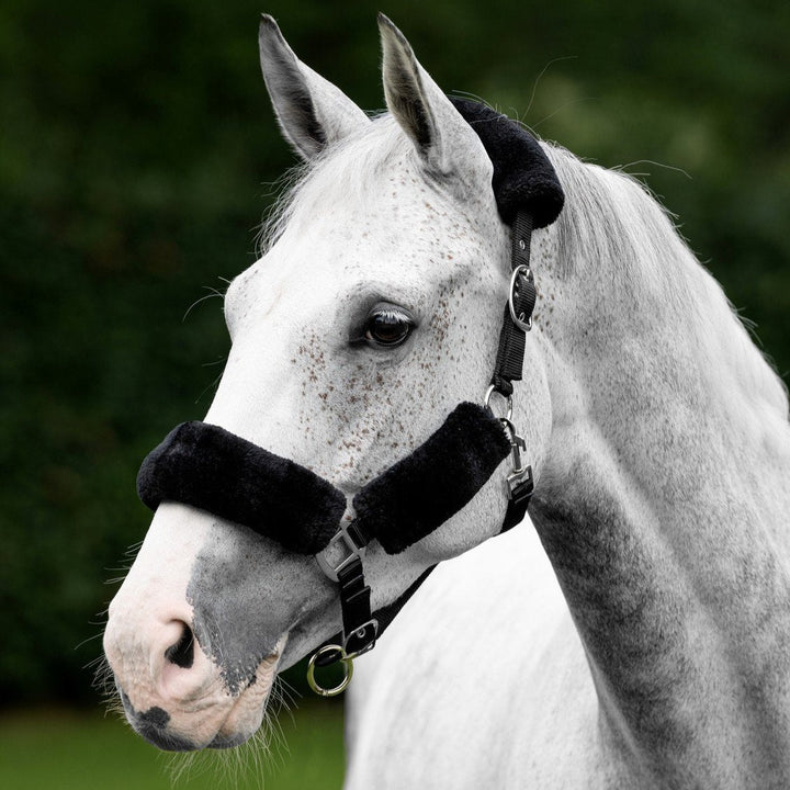 The LeMieux Comfort Fleece Headcollar in Black#Black