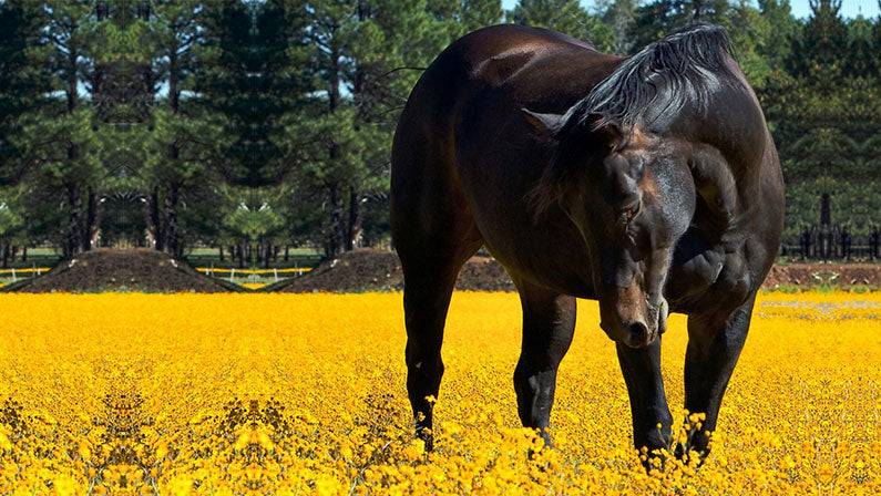 5 Top Tips to Help Reduce Pollen Allergies in Horses