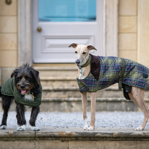 Two dogs wearing coats