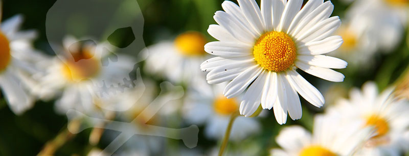 Deadly Daisies & 32 Other Plants Poisonous to Pets