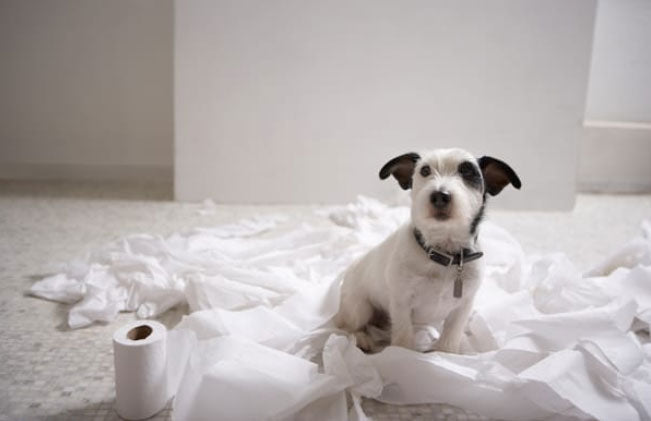 Essential Dog Training Tips