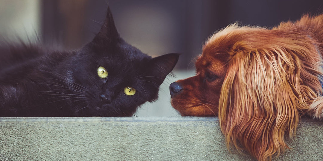 Dog & cat lying on the floor