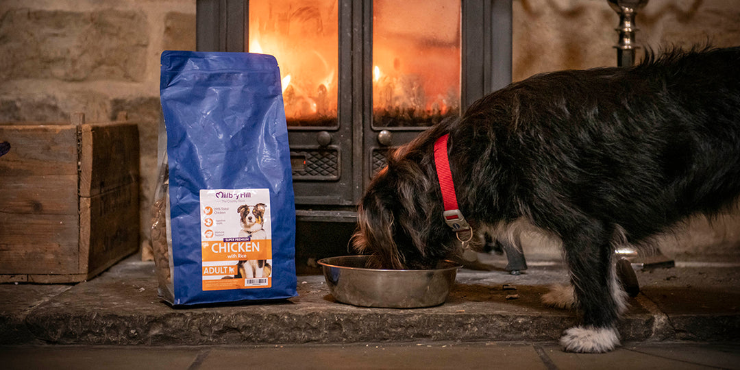 Dog Feeding Guide: All You Need To Know About Your Dog's Diet