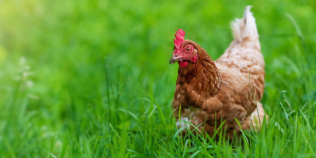 A Guide to Chicken & Poultry