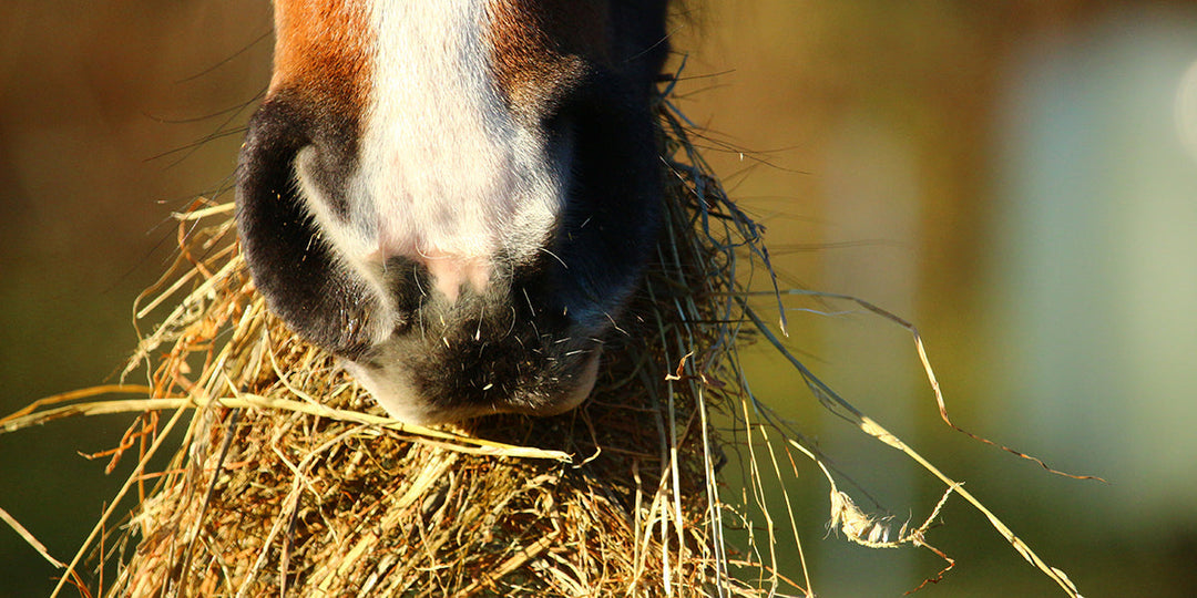 A Guide to Hay vs. Haylage for Horses