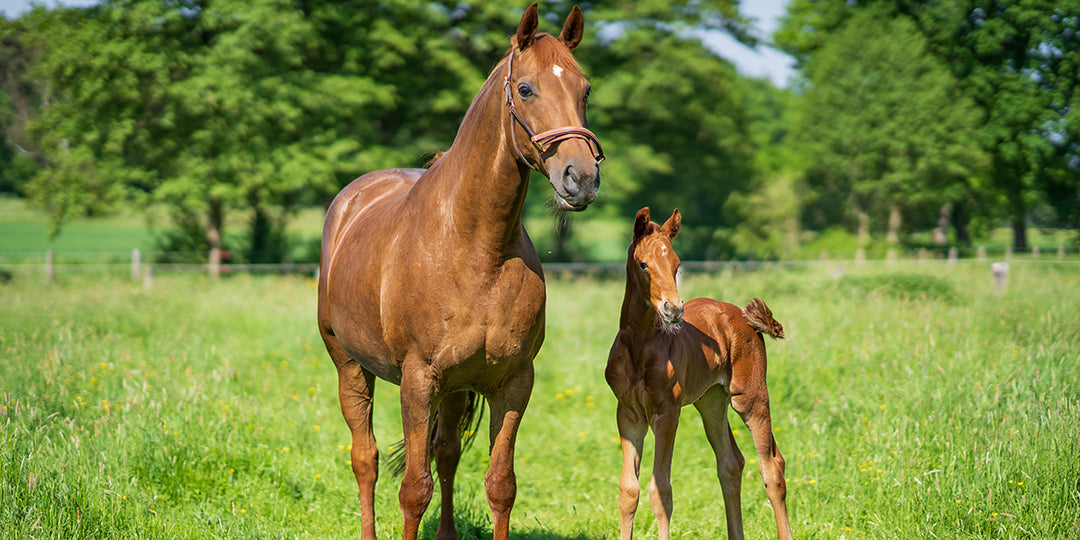 Mare & foal in the field