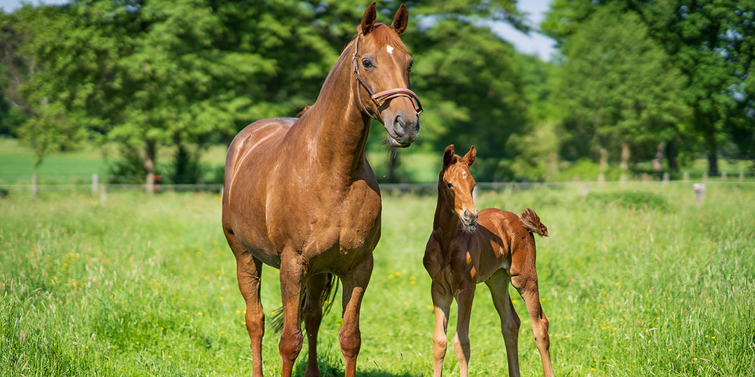Mare & foal in the field