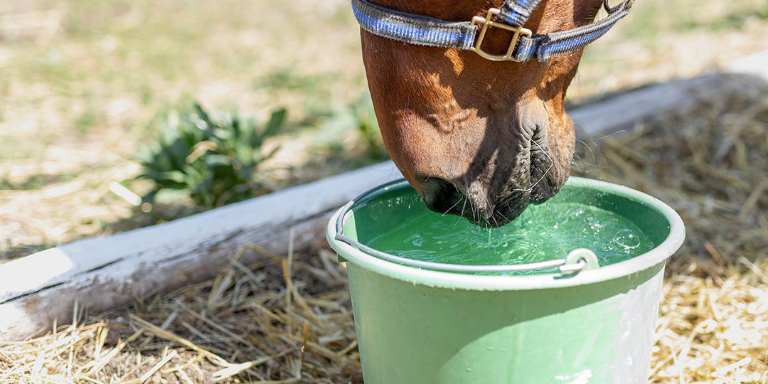 Horse drinking water from a bucket