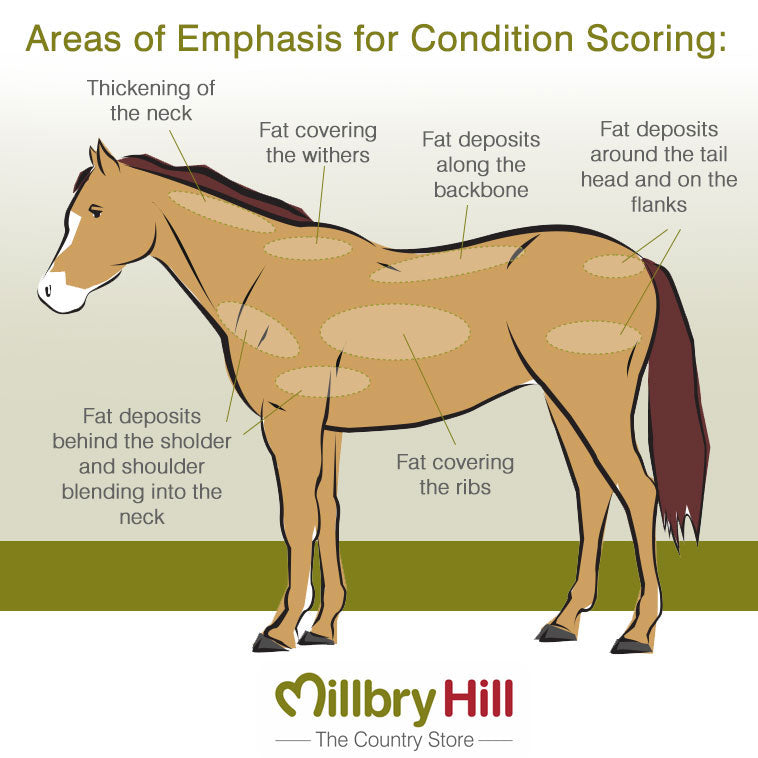 How to Body Condition Score Horses & Ponies