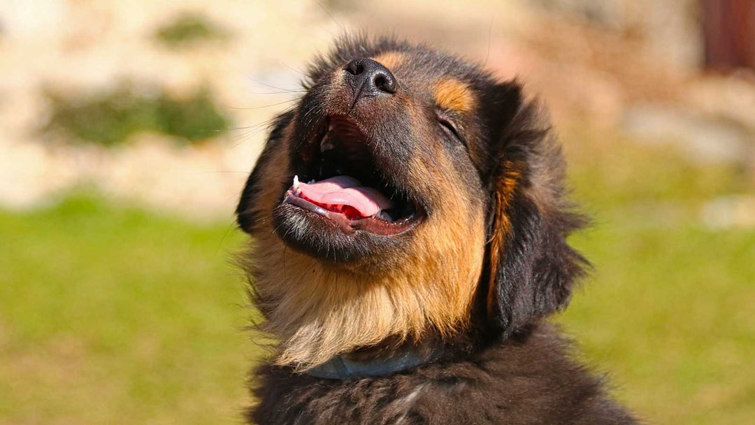 How to Socialise your Puppy