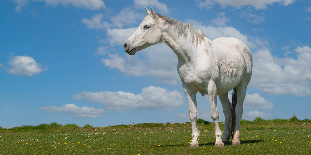 Grey horse stood in a field