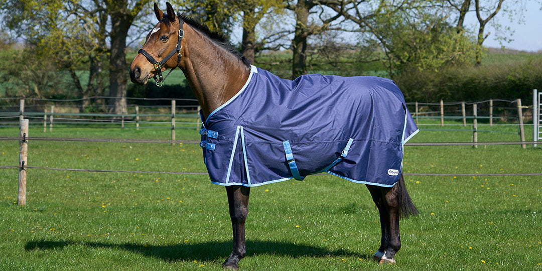 Horse stood in a field wearing the Millbry Hill 0g Standard Turnout