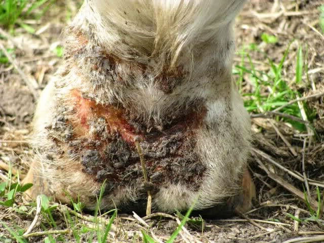 An Owner's Guide to Mud Fever in Horses