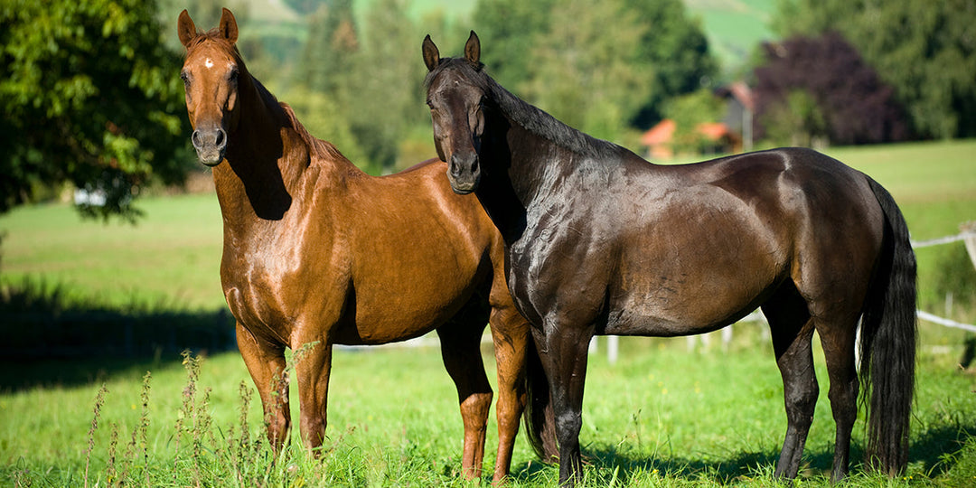 Two horses in a field
