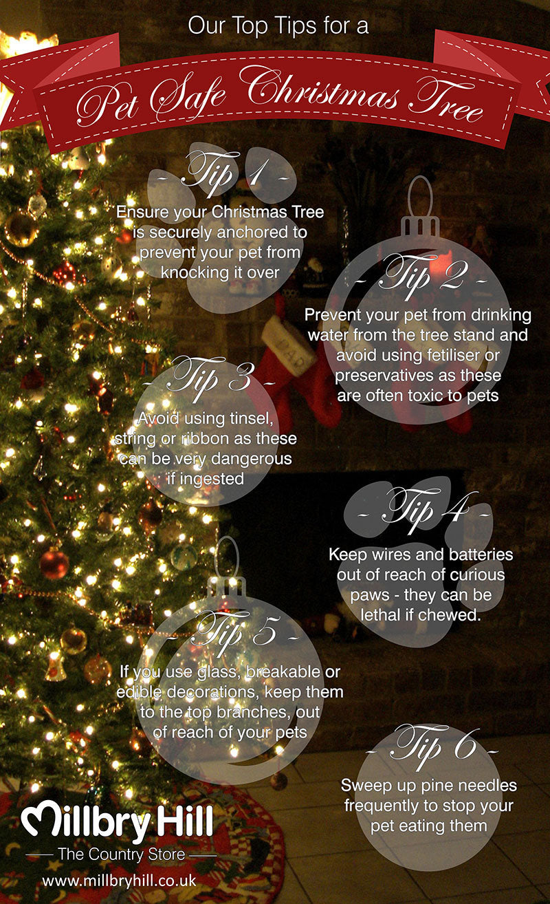Top Tips For A Pet Safe Christmas Tree Millbry Hill top-tips-for-a-pet-safe-christmas-tree-millbry-hill