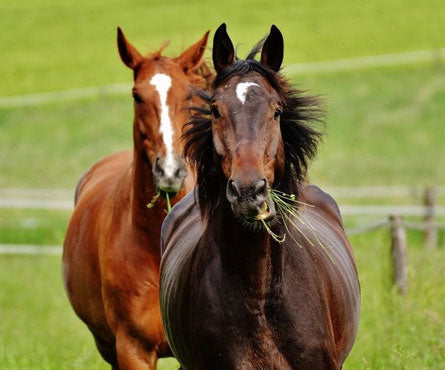 Understanding Laminitis...Facts & Myths!