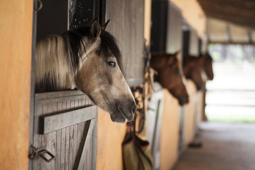 Are you stable ready?