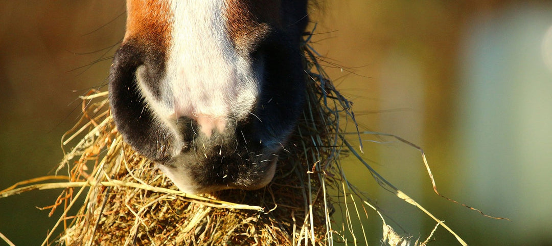 How to Calculate How Much Forage Your Horse Needs