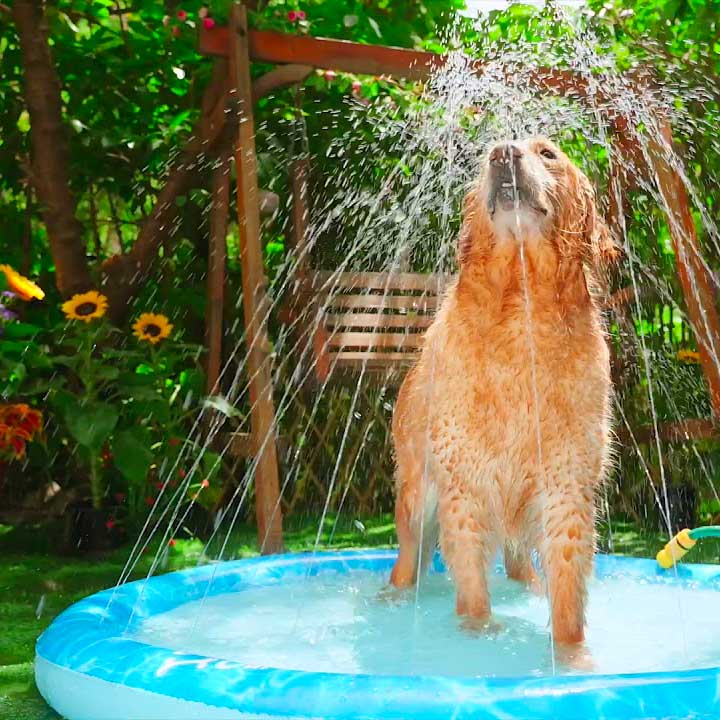 Keeping your pets cool this summer ...