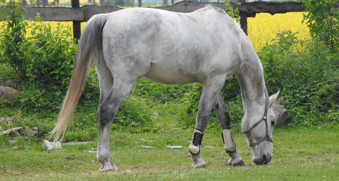 Top Tips to Spot and Prevent Laminitis