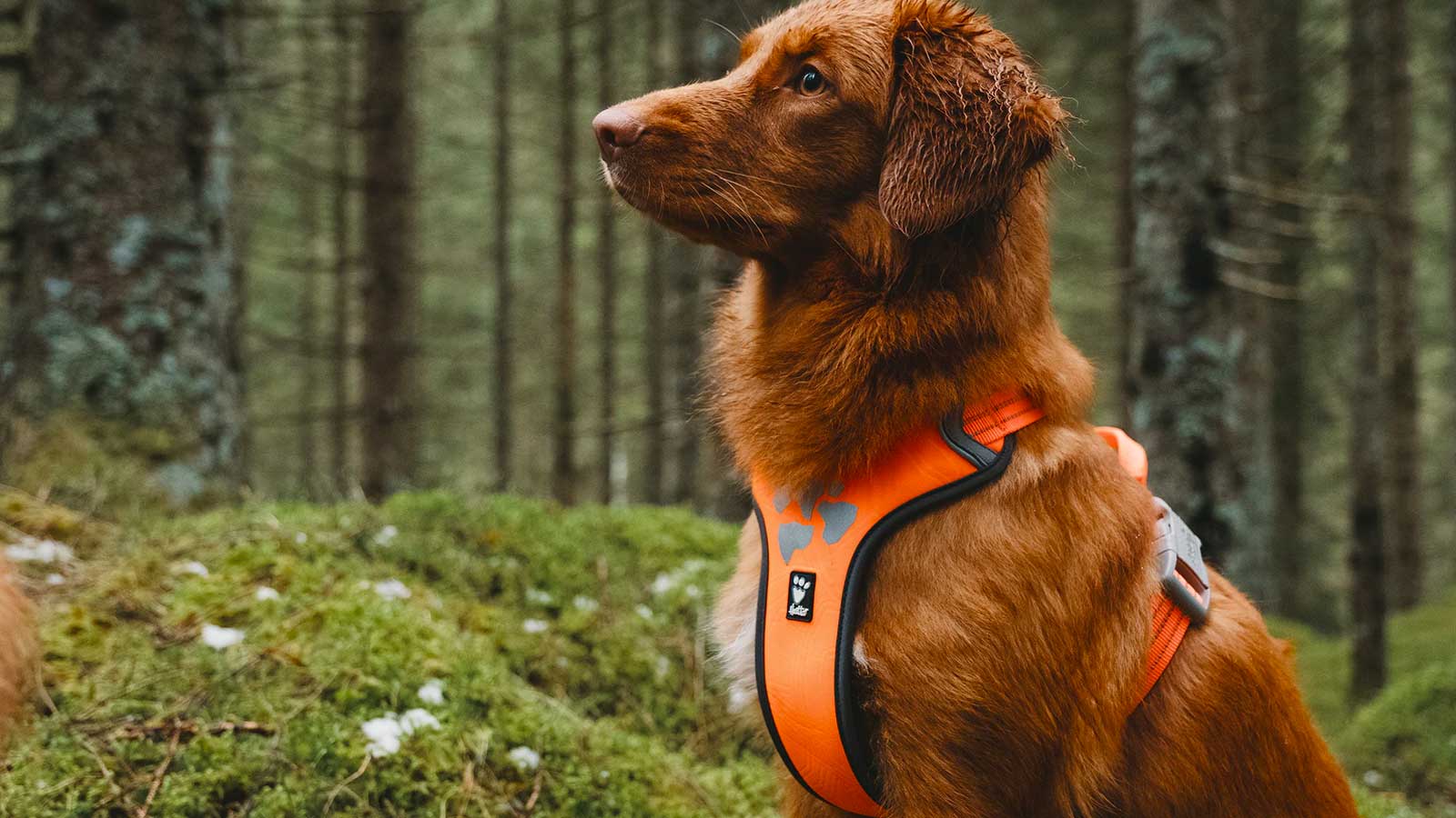 Dog in the woods, wearing an orange Hurtta Weekend Warrior Dog Harness