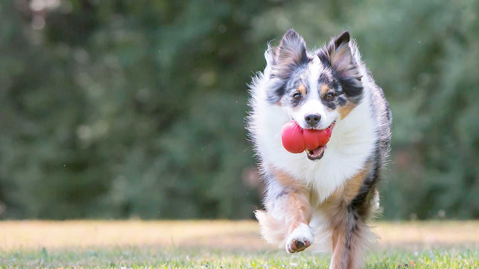 Dog running with a Classic Kong dog toy in it's mouth