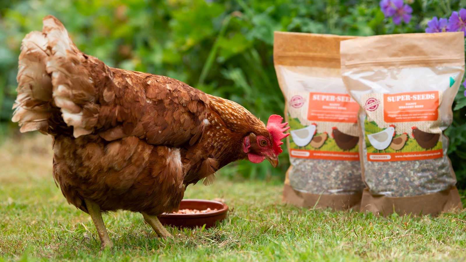 Hen with The Little Feed Company Seed Bags