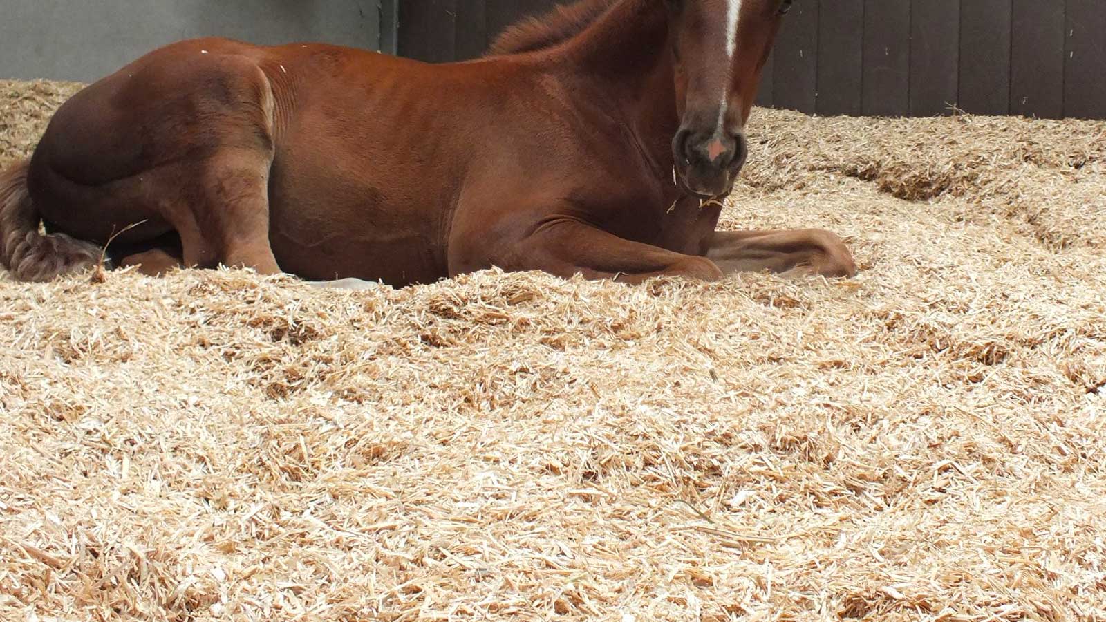 Horse Laying on Swish Horse Bedding