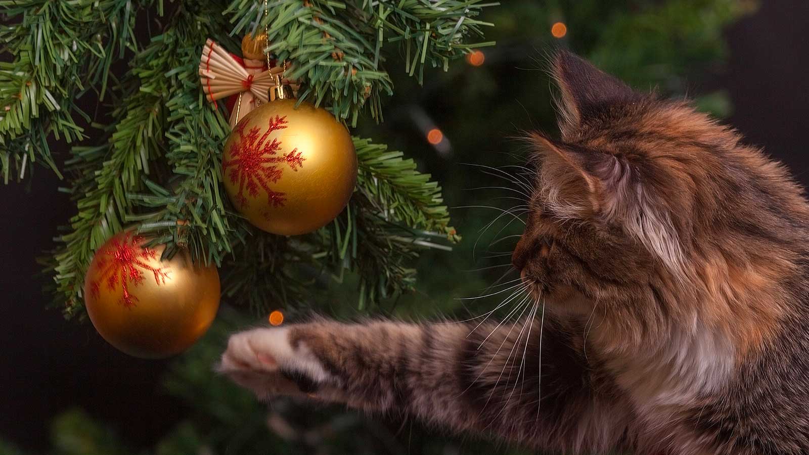 Cat Playing with a Bauble on a Christmas Tree