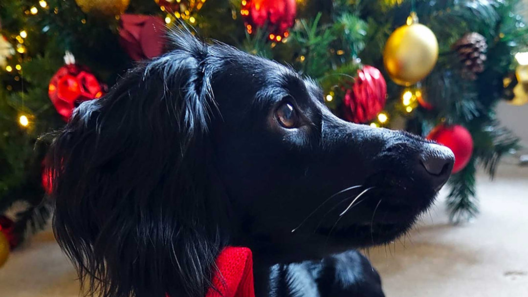 Christmas Gifts for Dogs