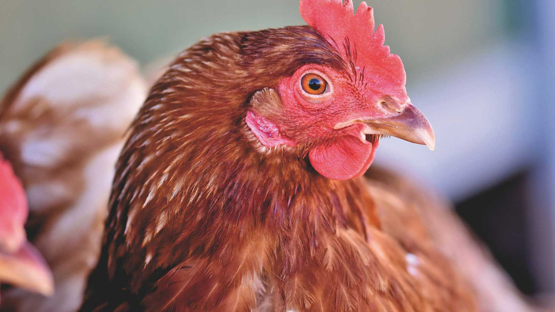 Poultry Supplements, Vitamins & Minerals
