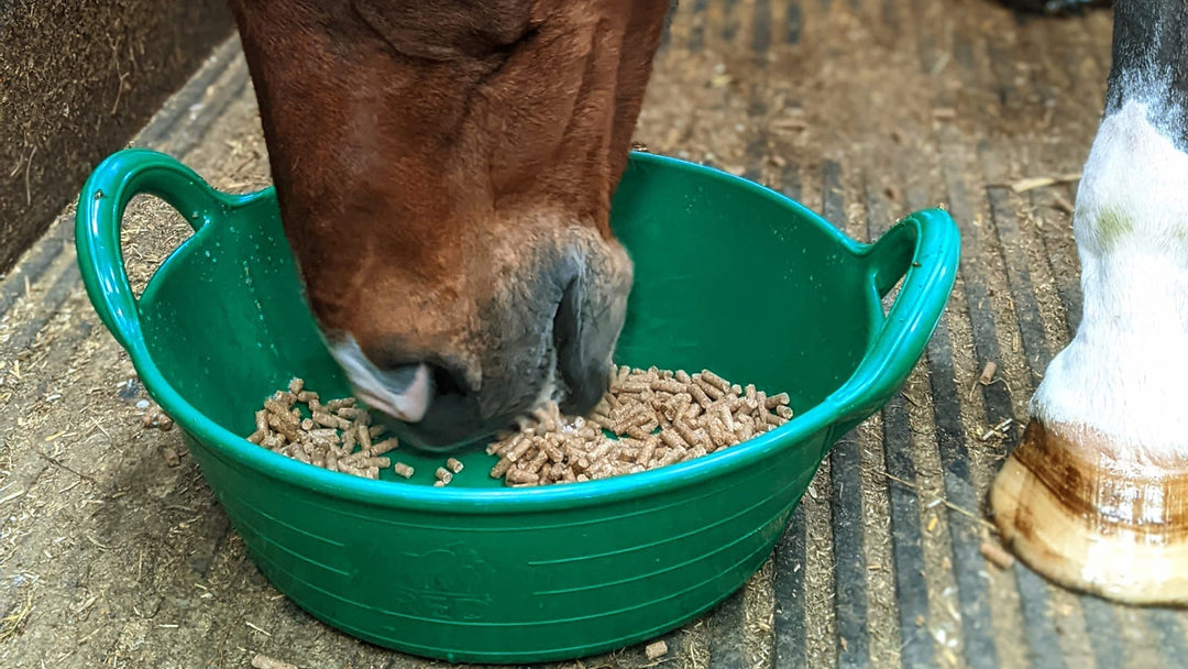 Horse eating feed from a bucket