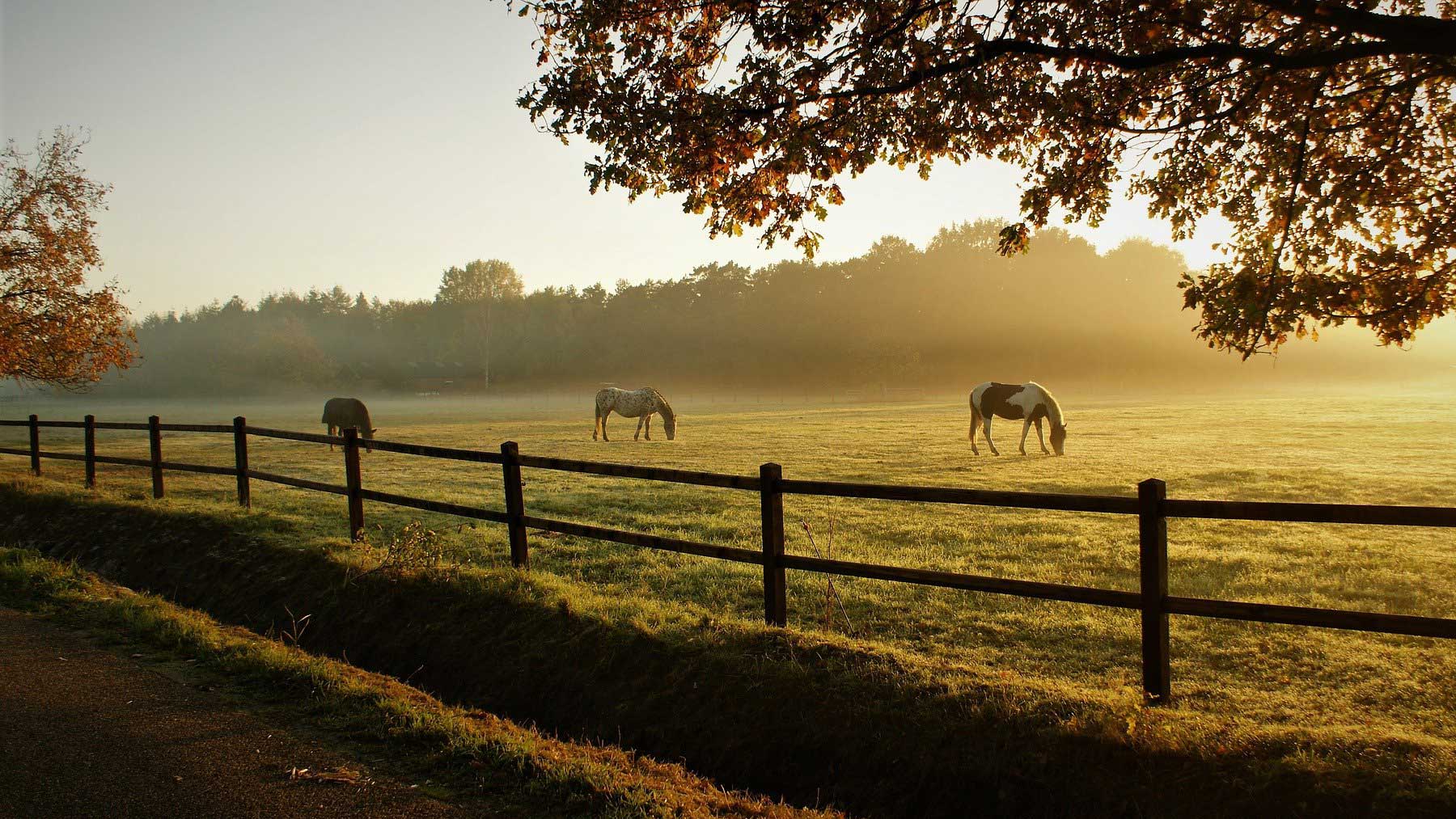 Calming Supplements for Horses