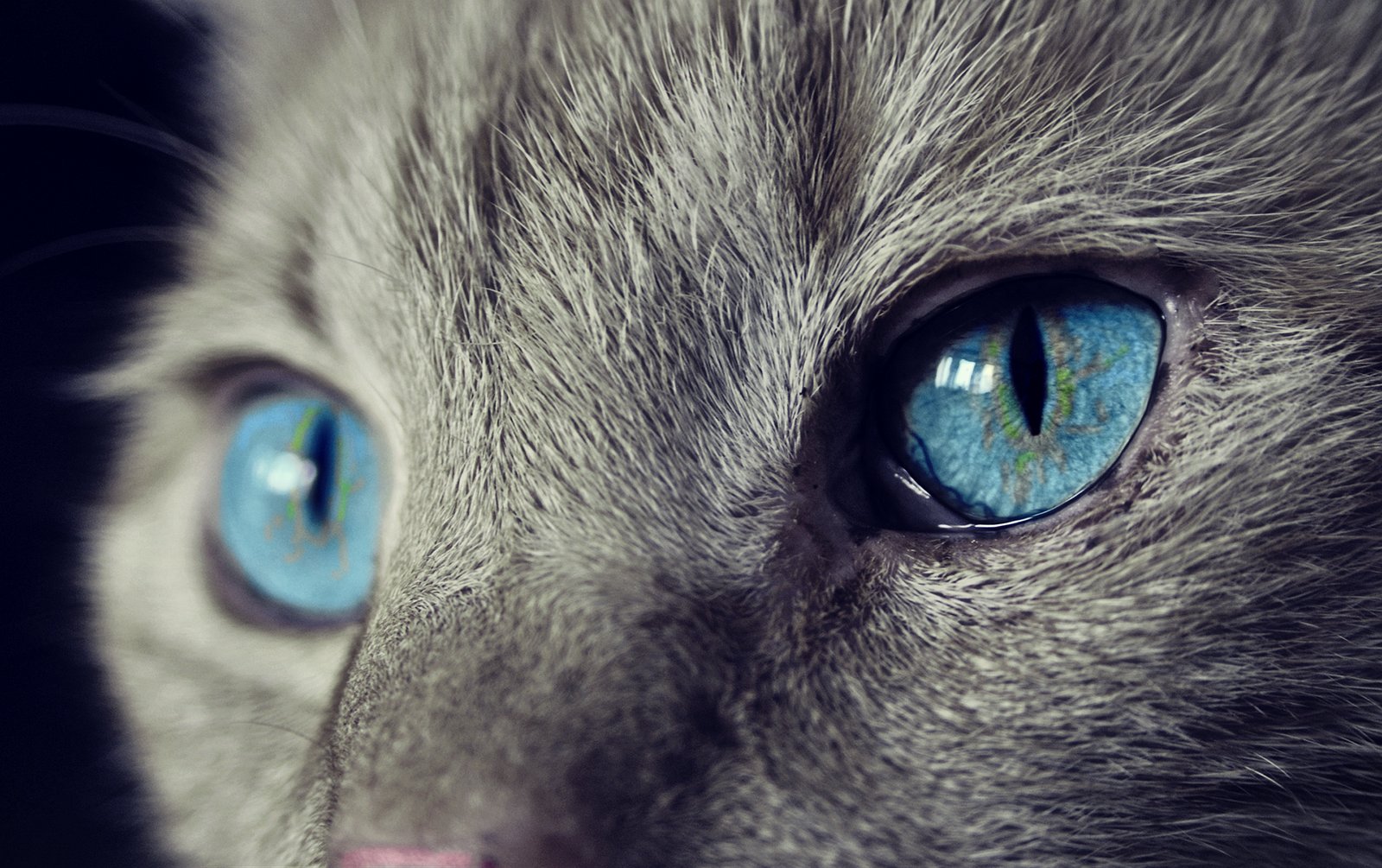 Grey cat with blue eyes