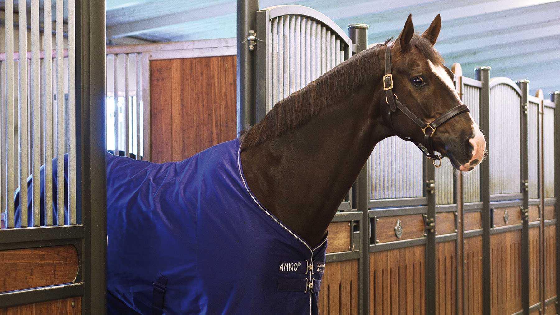 Stable Rugs for Horses