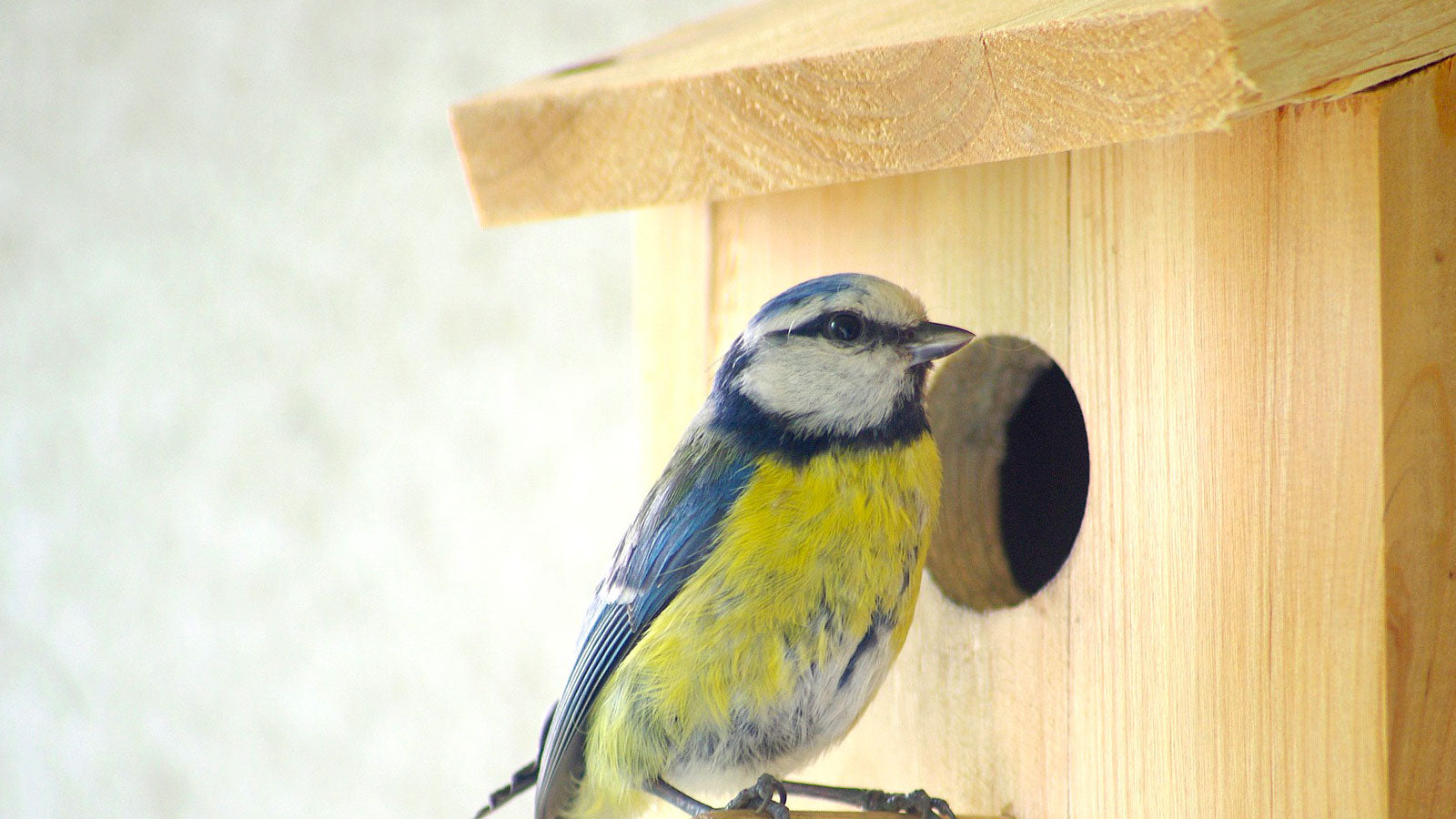 Bird Houses, Nesting Boxes & Accessories