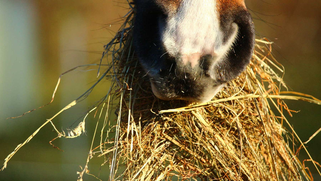 Hay & Haylage for Horses