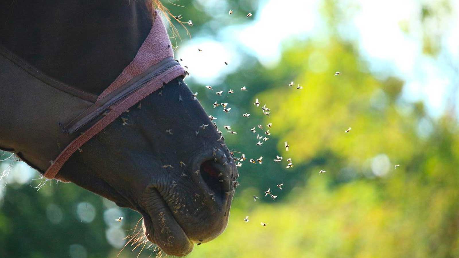 Horse with flies around it's face