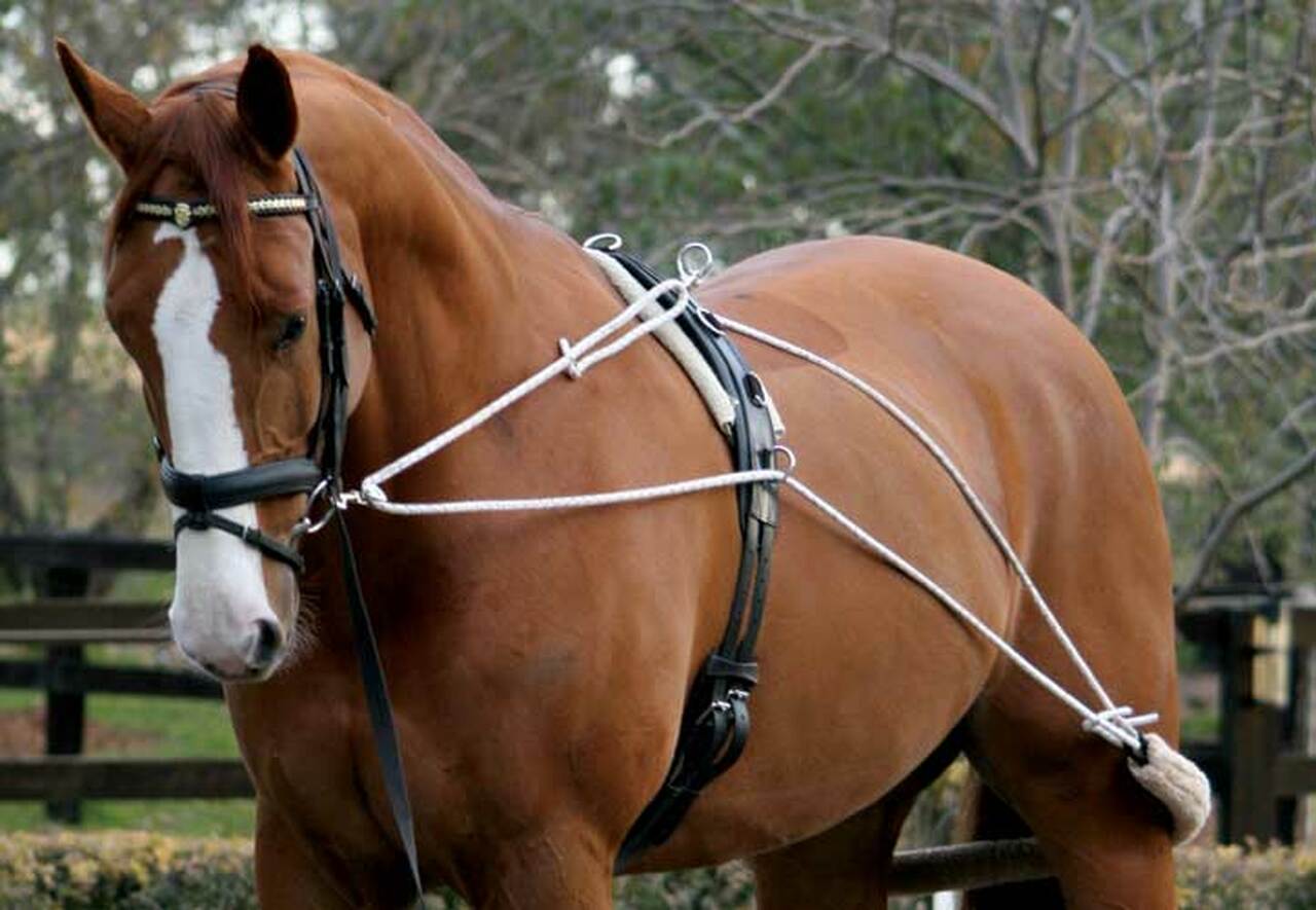 Horse Lunging Equipment & Training Aids